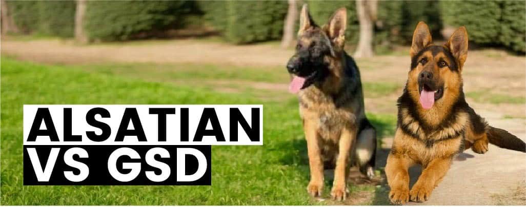 German Shepherd and Alsatian: Are they the same dog breed? Lets clear up the confusion about these names.