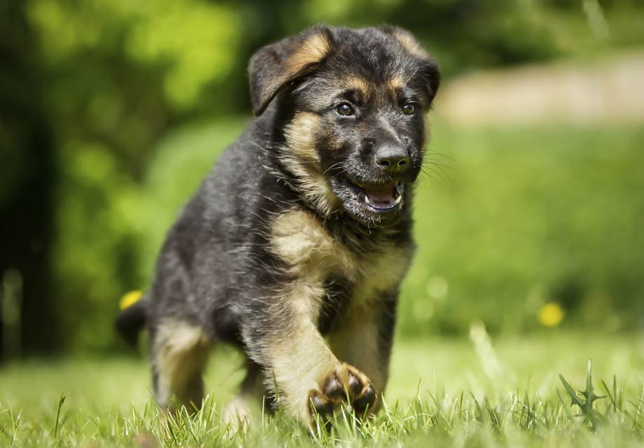 Want healthy german shepherd puppies arkansas for sale? Learn how to pick a great breeder.