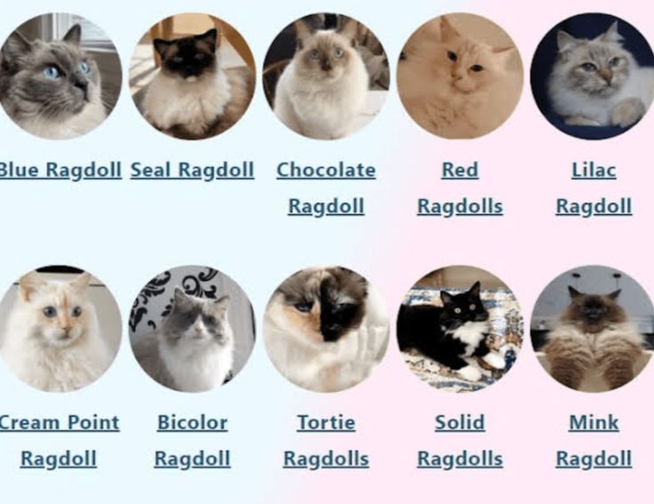 Exploring Different Ragdoll Cat Colors and Patterns