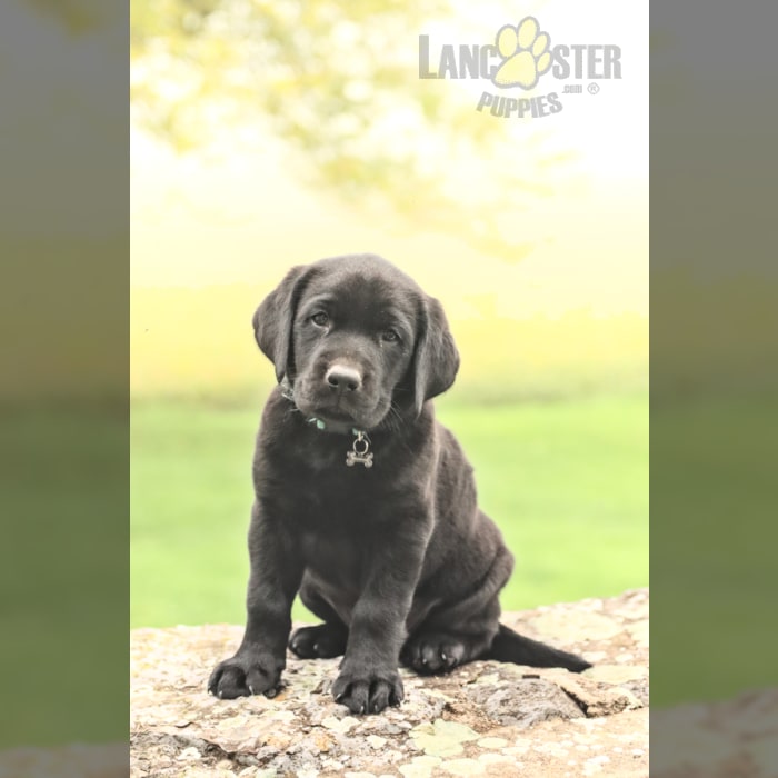 Best Labrador Retriever for Sale in MD: Find a Healthy Pup