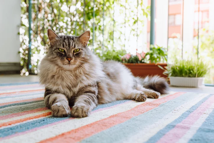 Are there short hair Maine Coon cats? Find out if mixes or other breeds might have a similar look.