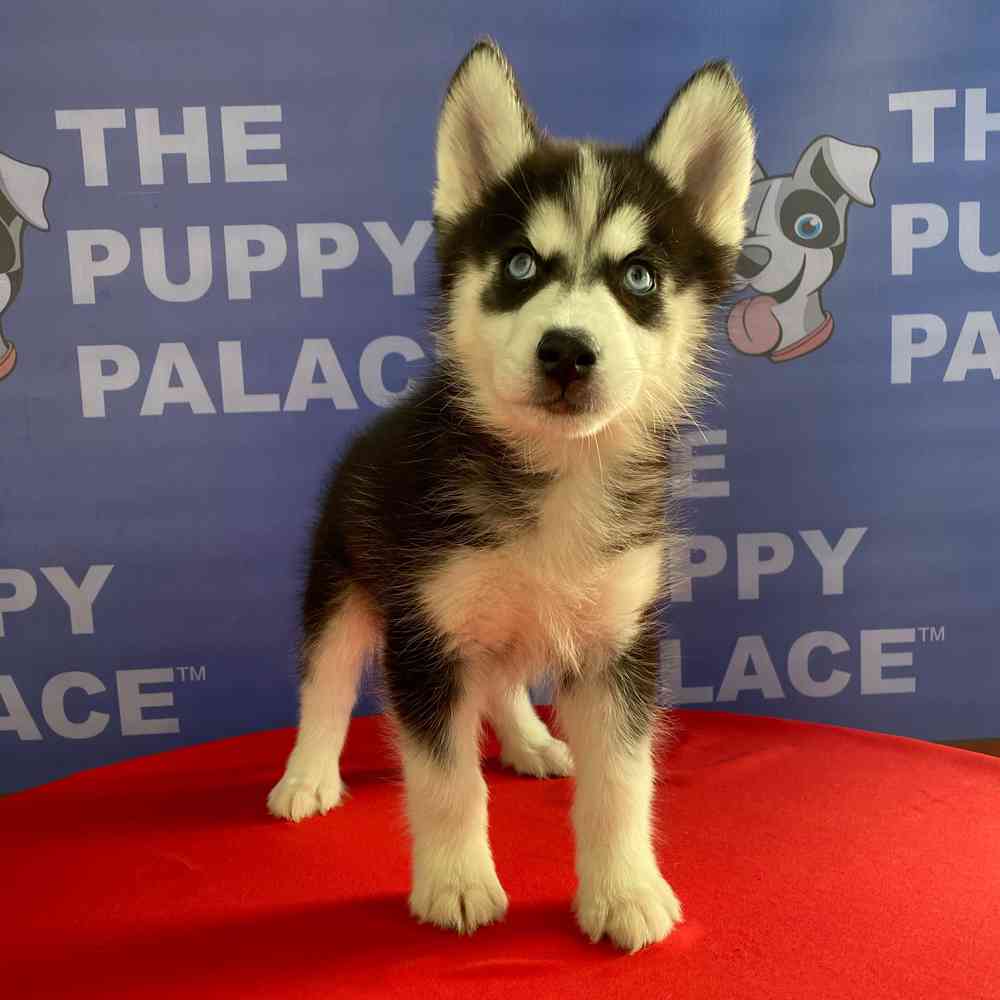 Cute Siberian Husky puppies for sale in CT need homes! Connect with sellers and find your furry friend.