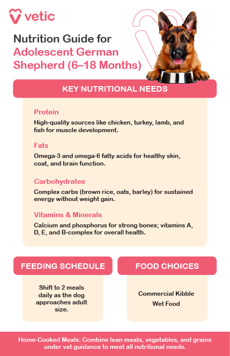 Is my GSDs diet important for healthy german shepherd legs? Learn which foods support strong bones and joints effectively.