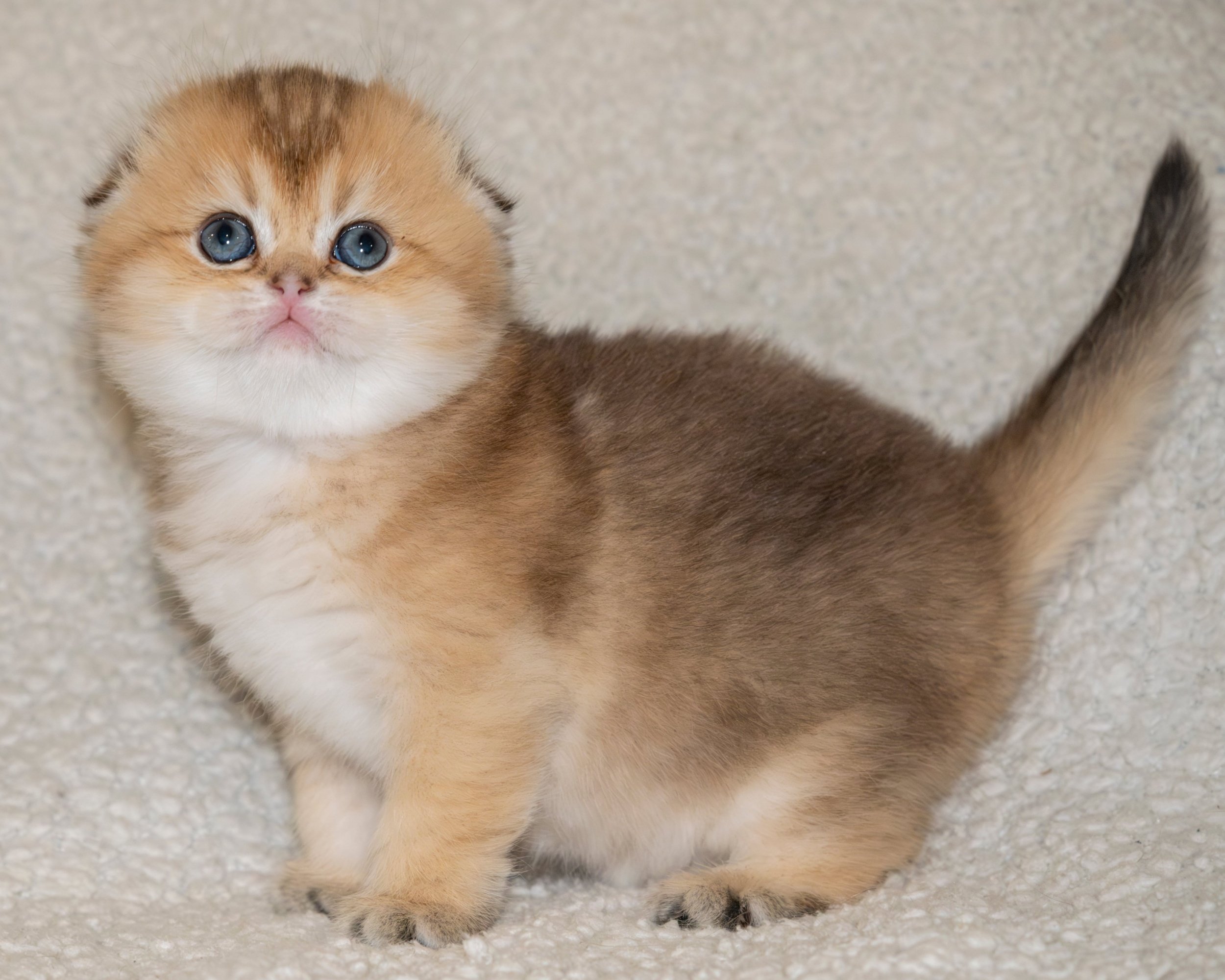 How do you find your perfect kitten at Cattery Purrfection? Follow these easy steps for adoption.