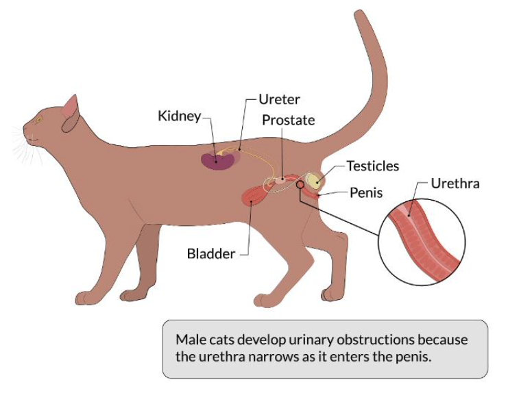 What is perineal urethrostomy cats surgery? Explaining this common procedure for urinary blockage relief.