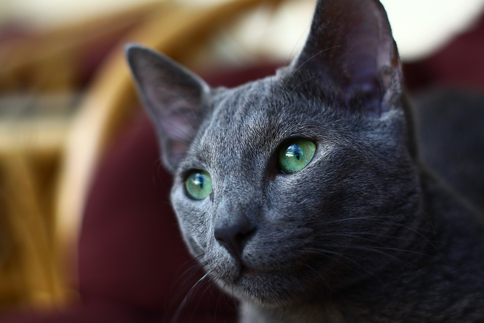 What makes Russian Blue cat for adoption special? Learn about their unique traits here.