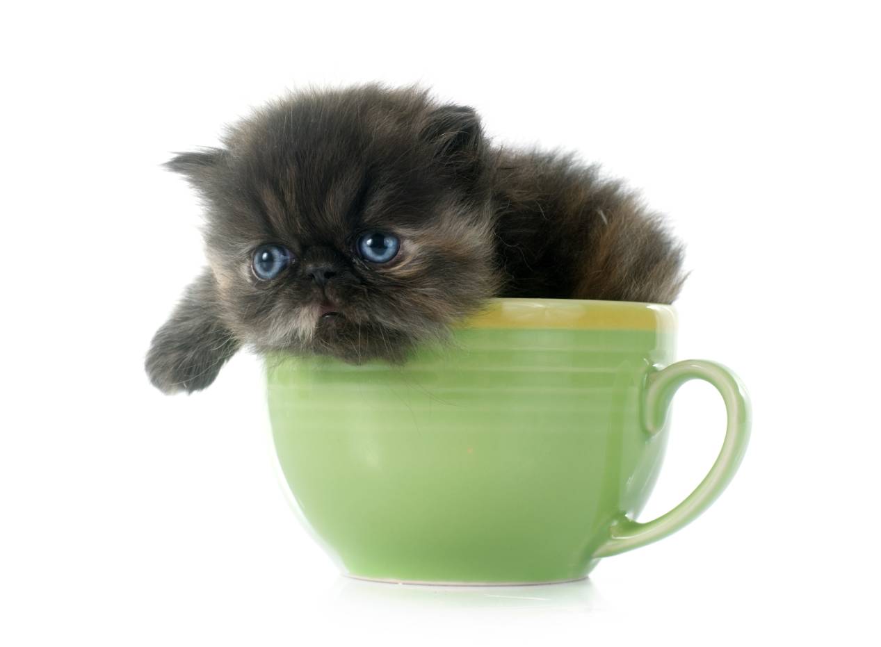 Are tiny teacup persian cats generally healthy pets? (Important health information and common issues every potential owner should know about)