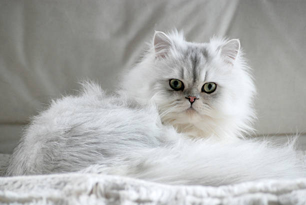 What factors affect the grey persian cat price? (Know what influences how much you will pay)