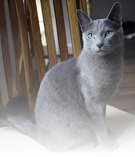 What is the process for Russian Blue cat adopt? A simple step by step guide for beginners.