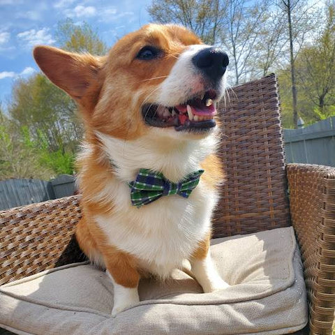 How to style a Corgi Tie: Ideas for a fun dog photoshoot