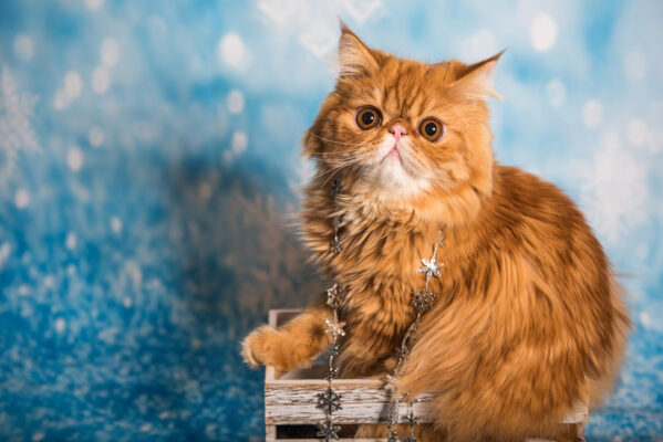Factors affecting the price of persian cat kittens
