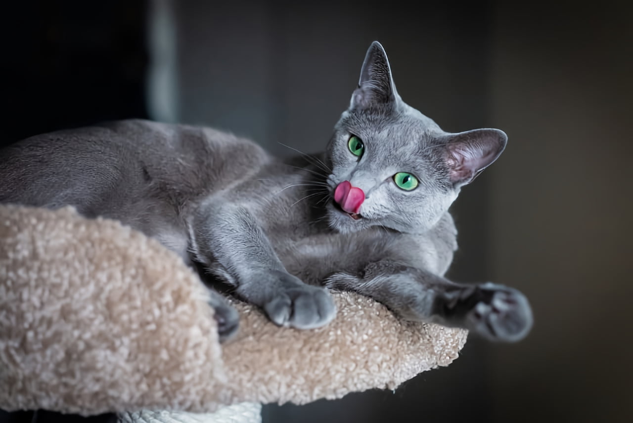 How to choose a russian blue cat breeder san diego? Important questions you absolutely need to ask first.