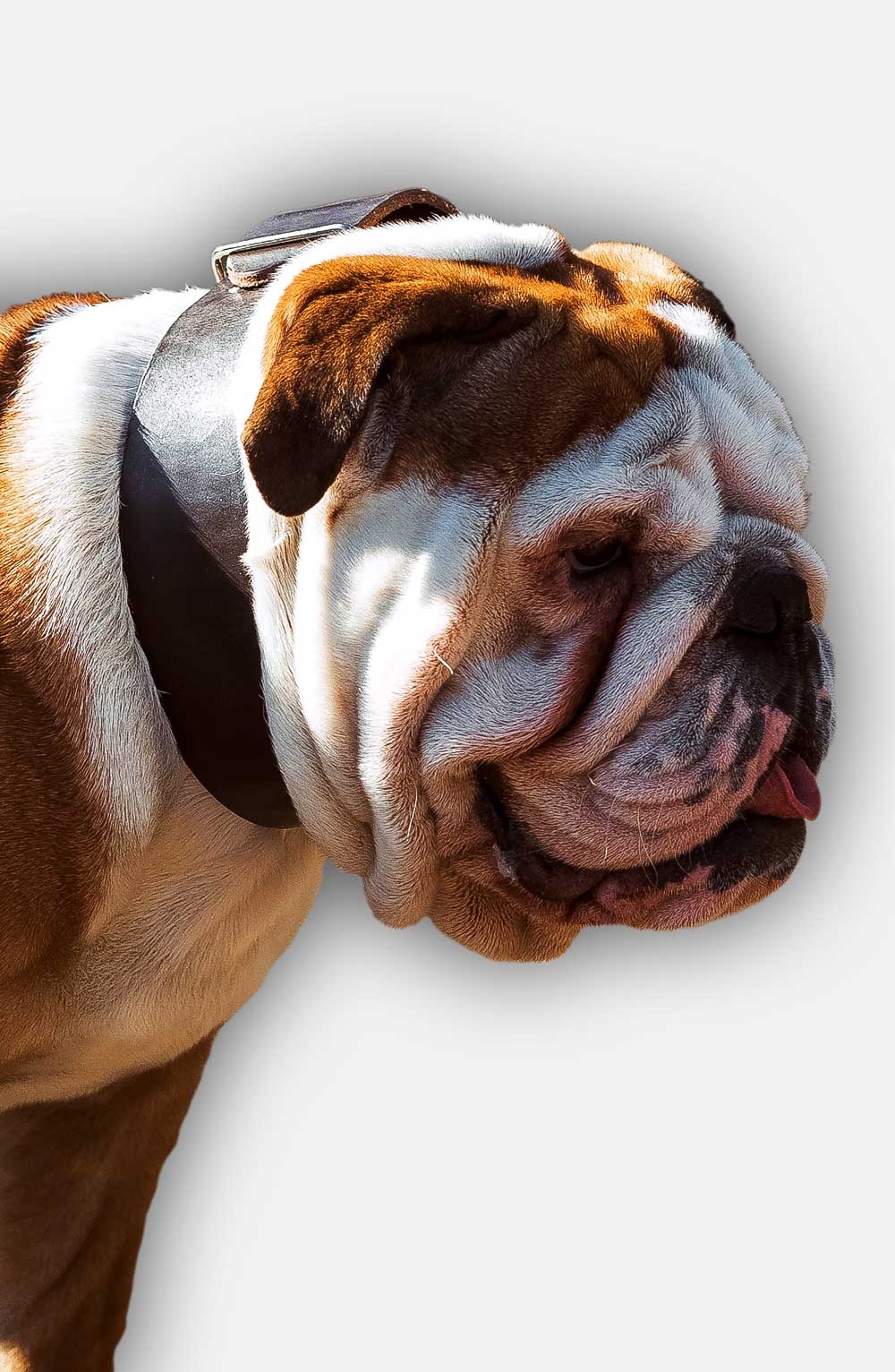 Durable English Bulldog Collar: Shop Strong Collars