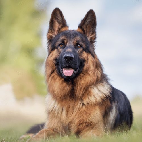How much are German Shepherd adults for sale usually? Get a better idea of costs before you start looking.
