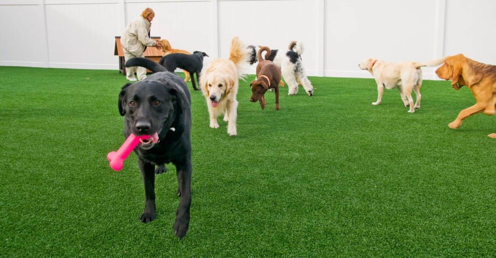 Why is a pet friendly artificial lawn cleaning service essential? Protect your furry companions with our specialized approach.