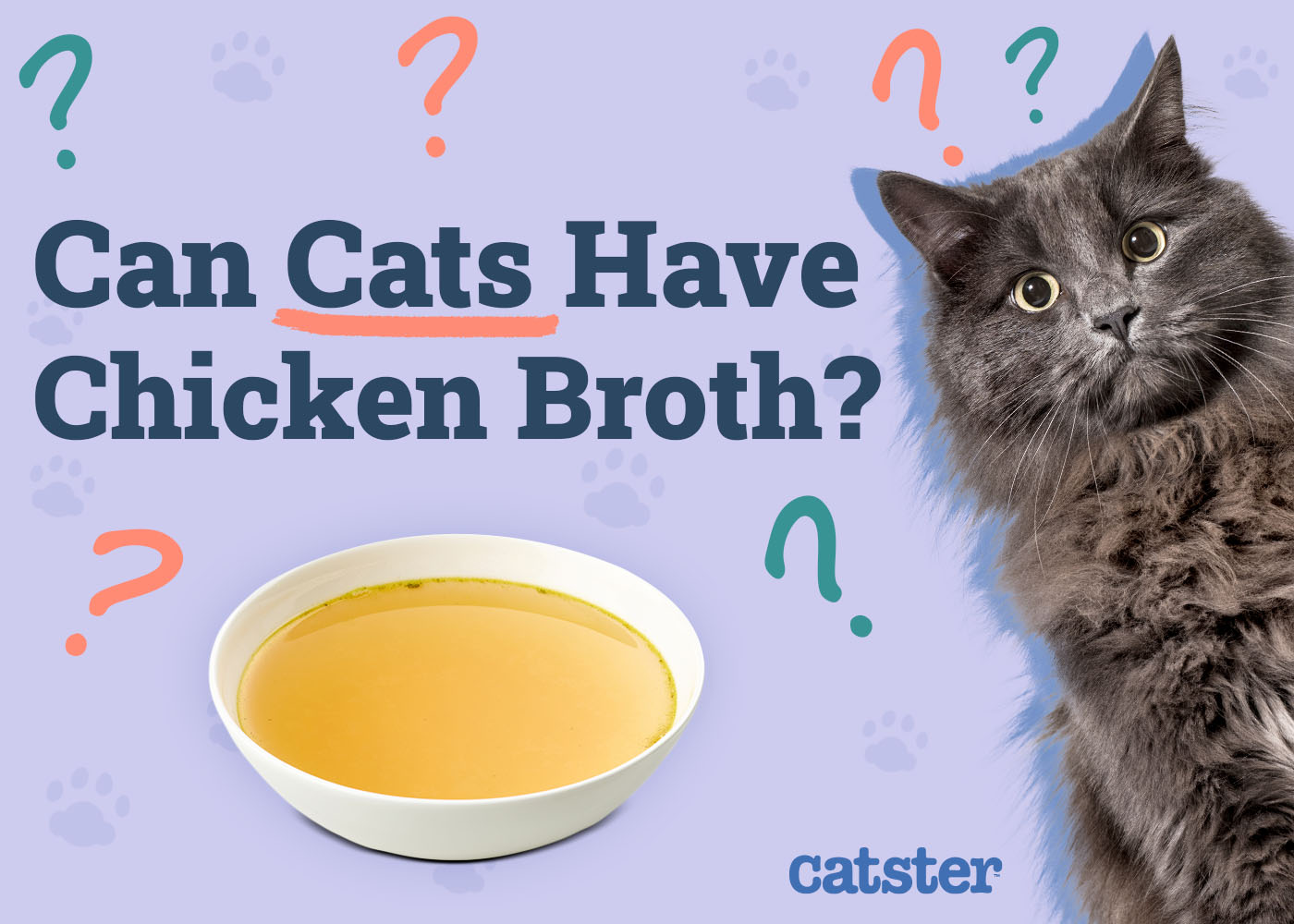 Broth Cat Food: Is Broth Healthy for Your Cat?
