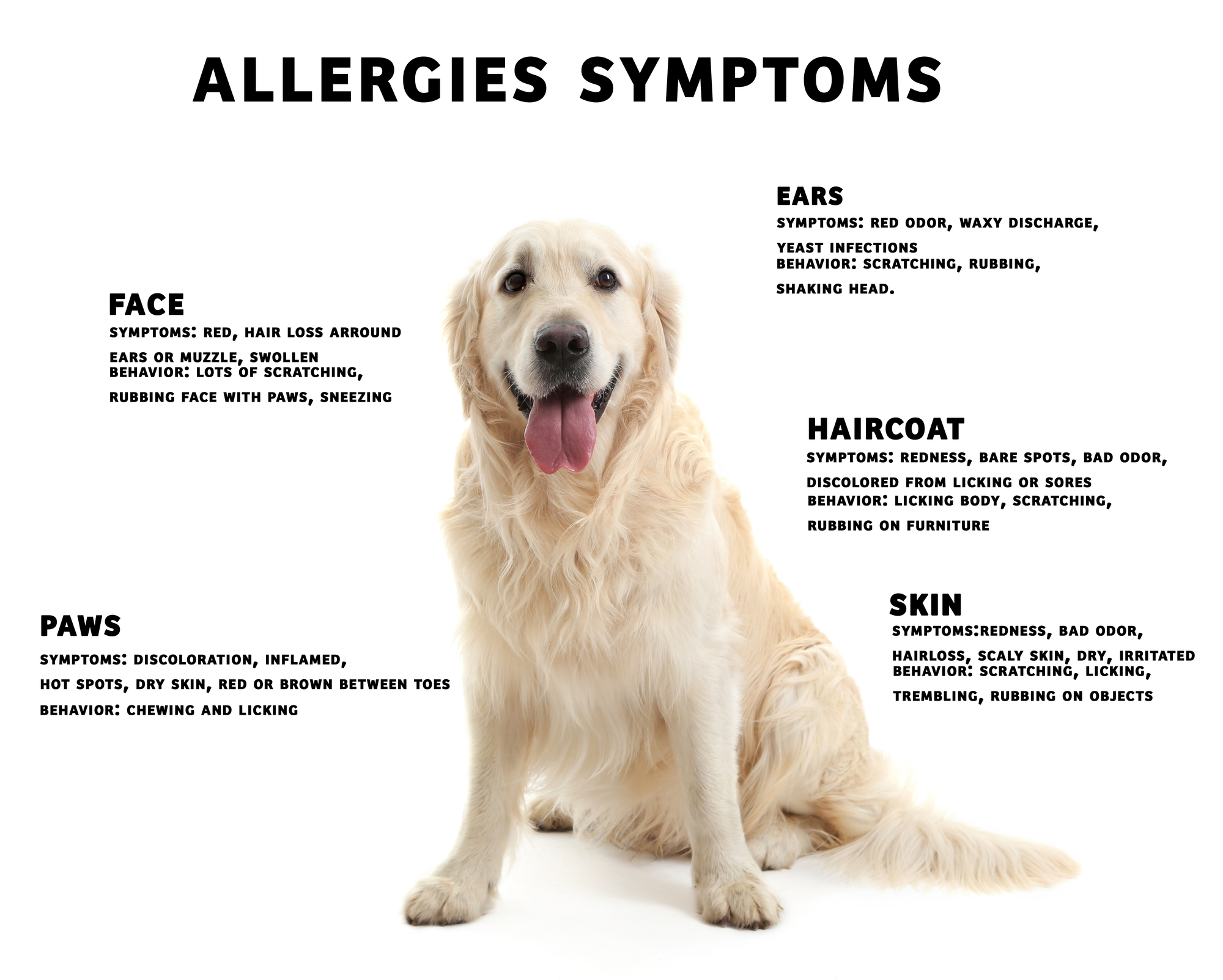 Dealing with Allergy to Golden Retriever: Tips and Solutions