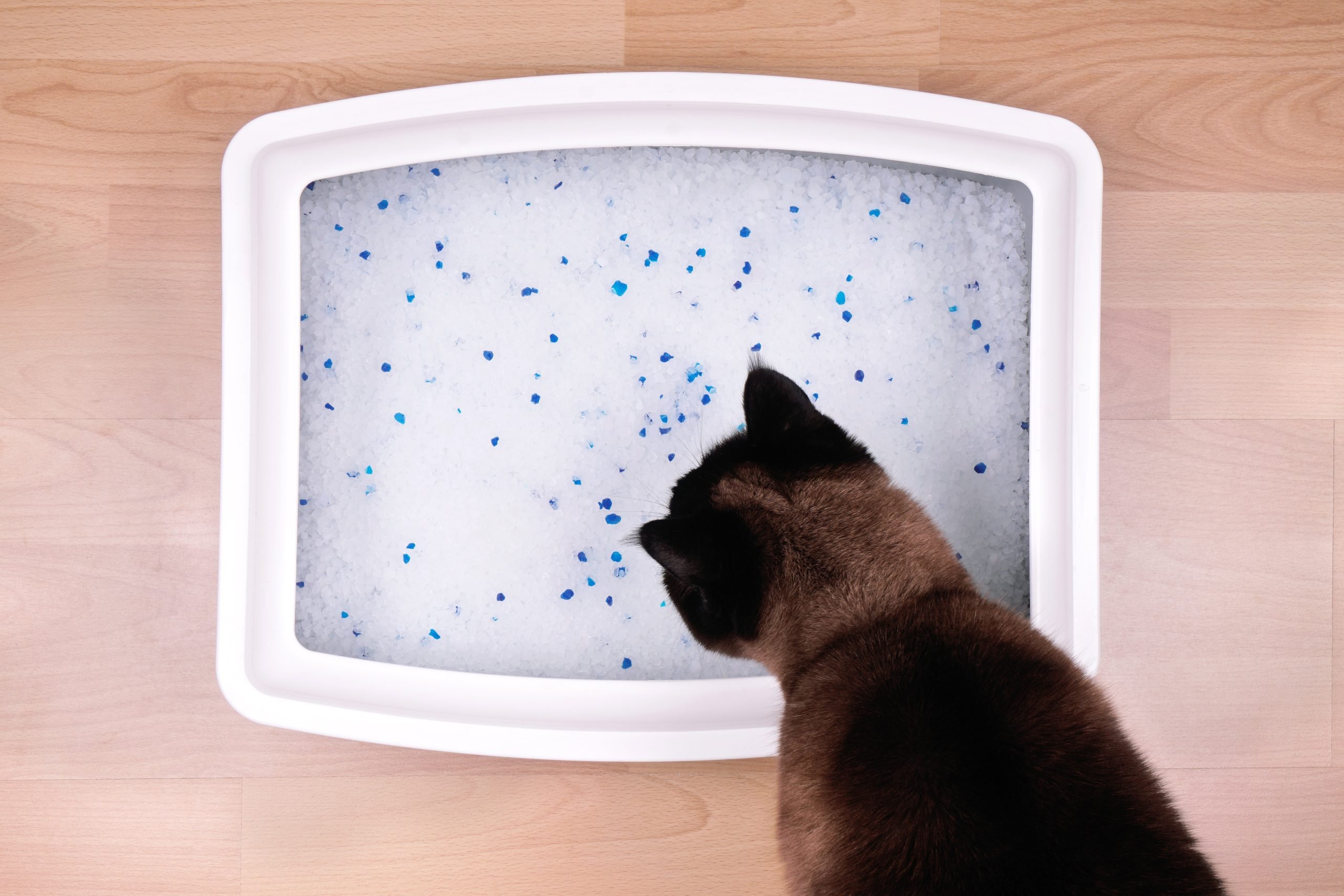 Is your cat avoiding the litter box? Selecting the perfect cat litter for picky cats matters.