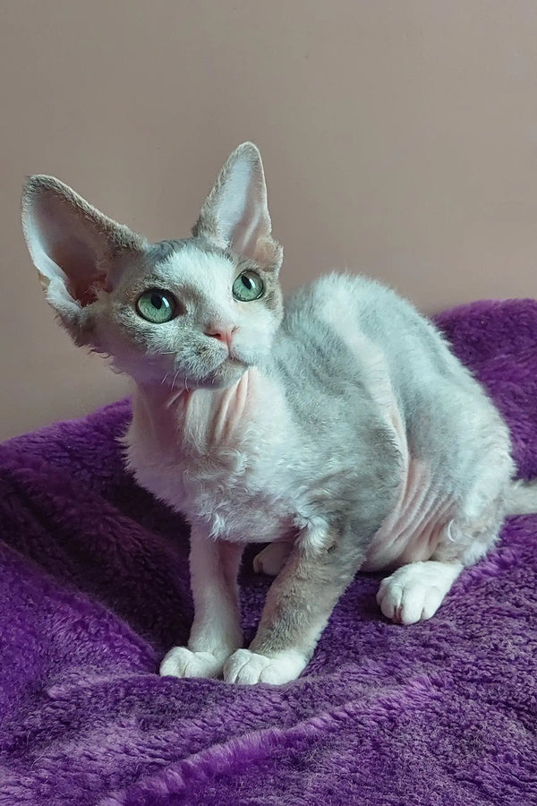 Devon Rex Cattery: Adopting Your New Best Friend