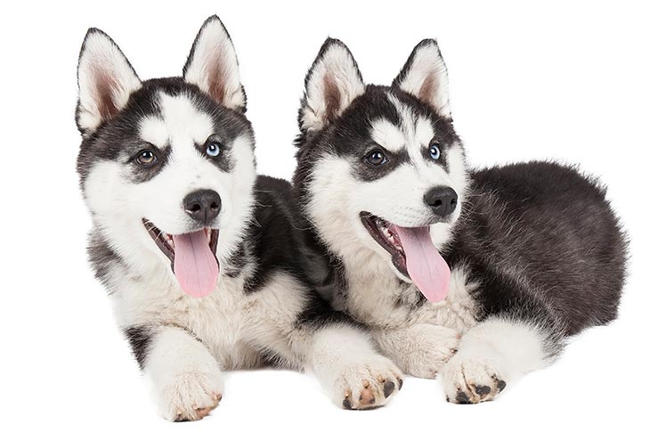 Texas Husky Puppies: Siberian Husky for Sale Near You