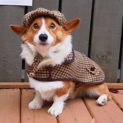 How to style a Corgi Tie: Ideas for a fun dog photoshoot