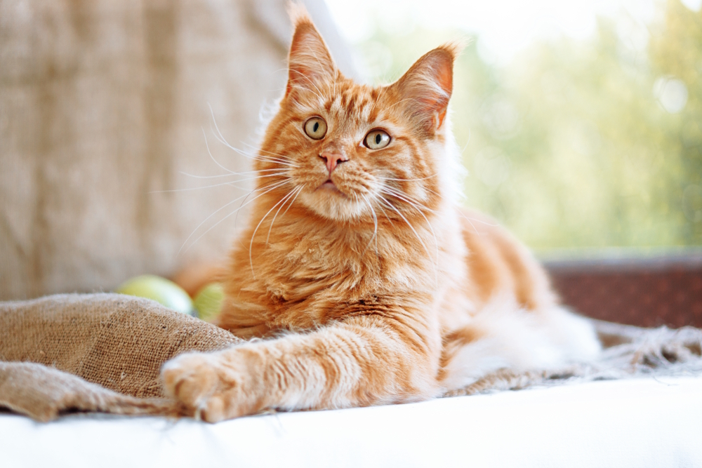 Are Orange Maine Coon Cats Expensive? Get the Facts Here