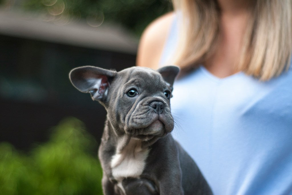 Where can you find a healthy blue eyed blue french bulldog? Tips for locating responsible breeders easily.