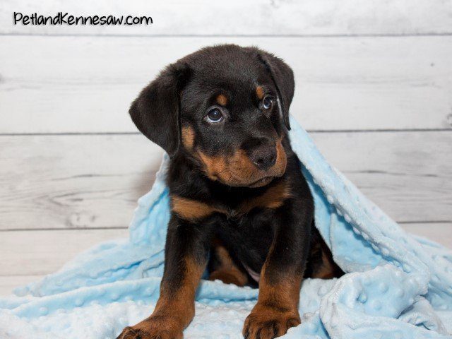 Where are the best Rottweiler pups for sale near me? Simple tips for finding happy puppies in your area.