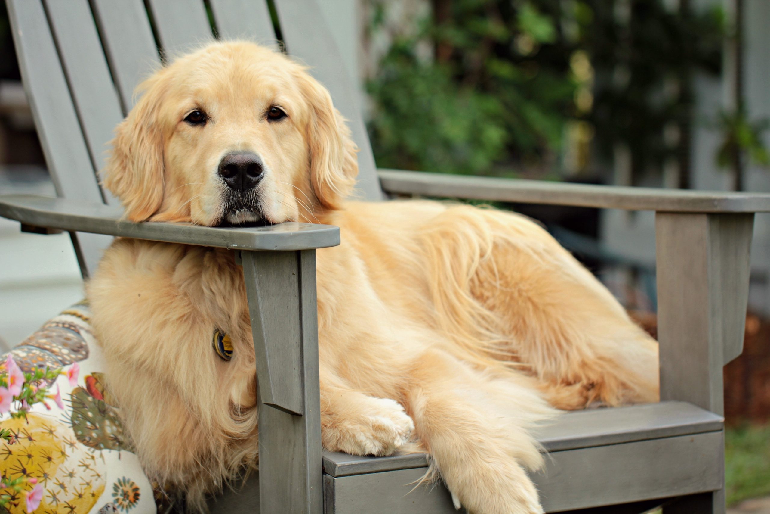Ideal age to neuter golden retriever? Timing advice for new owners.