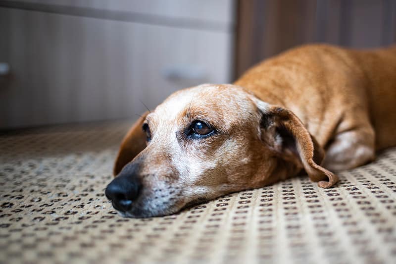 Worried about why do old dogs smell? We explain the top reasons and simple solutions for your older pet.