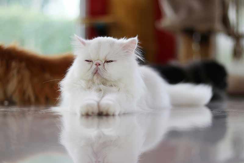 Hypoallergenic Persian Cats: Myth or Reality?