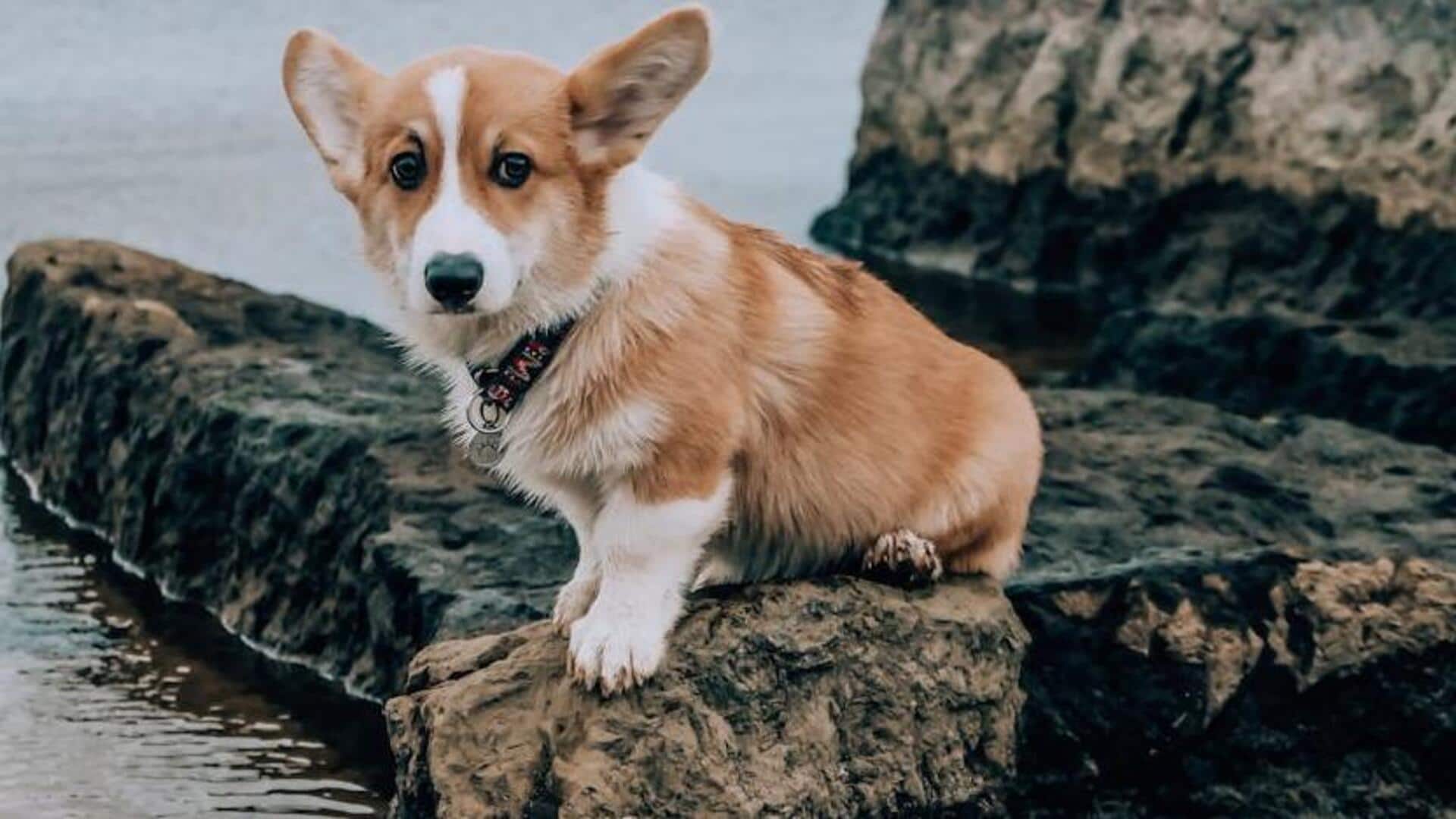 Caring for dogs with corgi short legs: Essential tips for preventing back and joint issues.