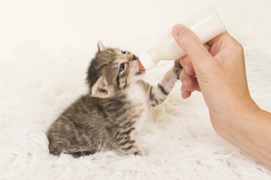 Can cats drink goat milk? Find out the right way and safe amount to give them.
