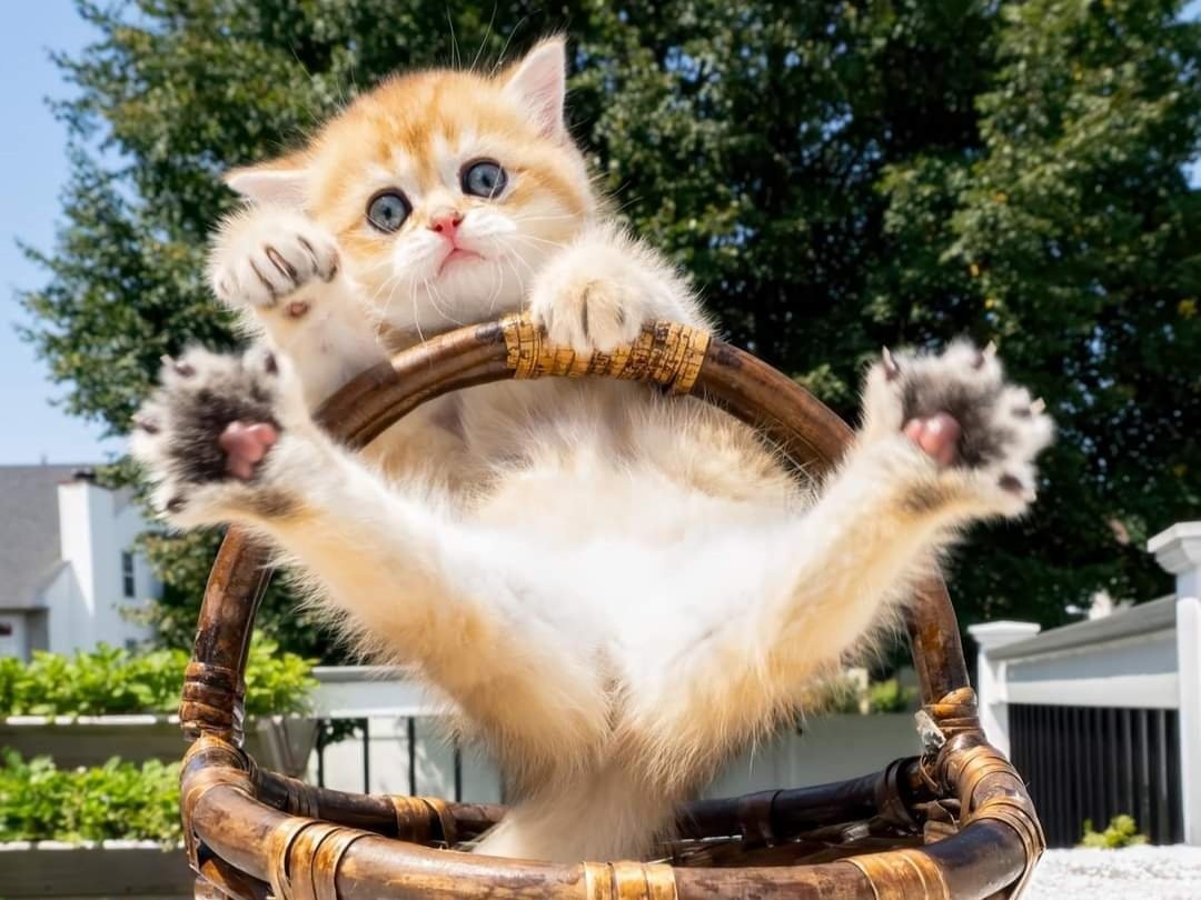 How do you find your perfect kitten at Cattery Purrfection? Follow these easy steps for adoption.