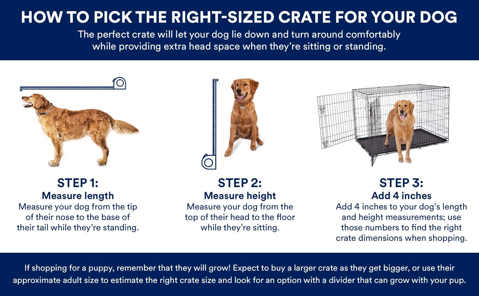 Labrador Retriever Crate Size: A Simple Guide to Choosing Right