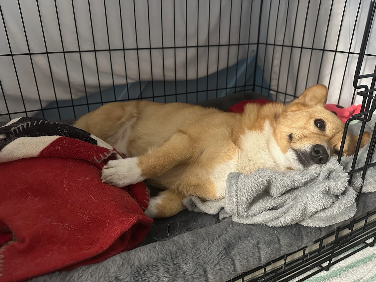 Need help selecting a corgi crate size? Follow our simple guide to get the perfect dimensions.