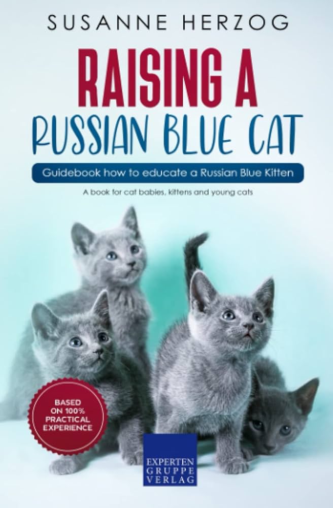 What is the process for Russian Blue cat adopt? A simple step by step guide for beginners.