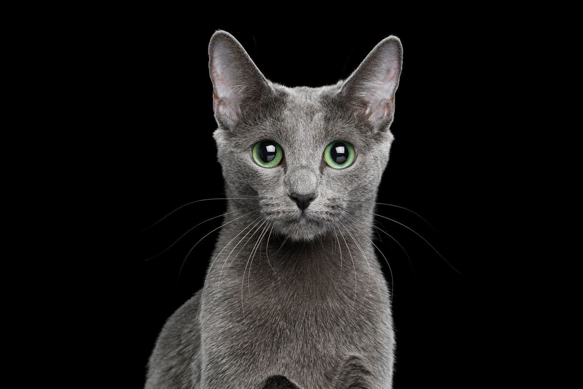 How to choose a russian blue cat breeder san diego? Important questions you absolutely need to ask first.