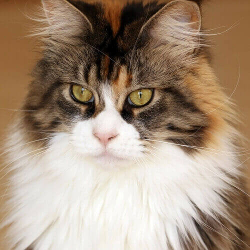 Thinking about getting red and white maine coon cats? Learn about their unique personalities and care needs first.