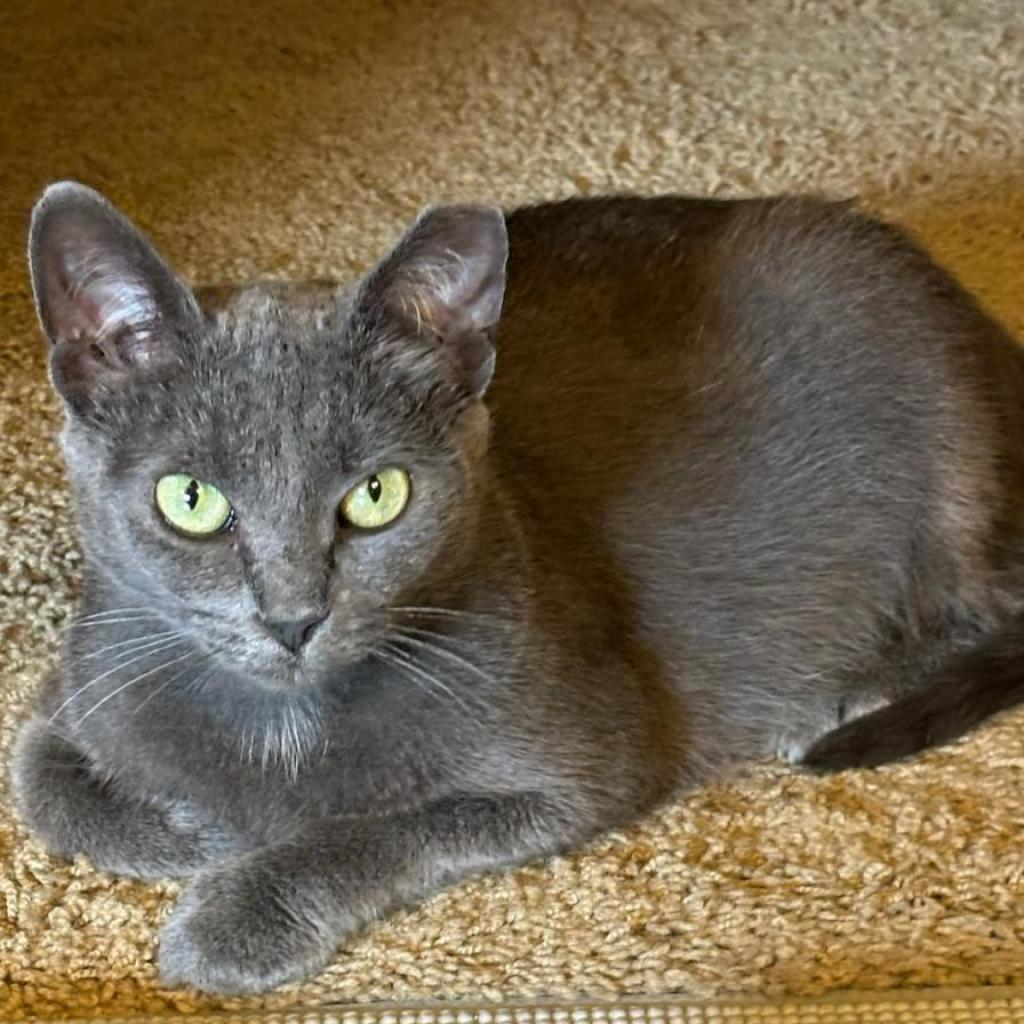 Find Russian Blue Cat for Adoption Near Me right now