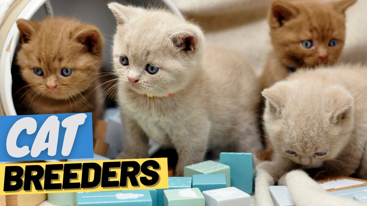 How to choose a russian blue cat breeder san diego? Important questions you absolutely need to ask first.