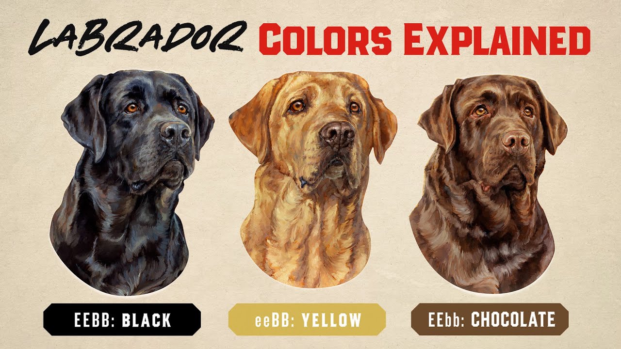 Understanding Labrador Retriever Yellow Colors: A Simple Guide