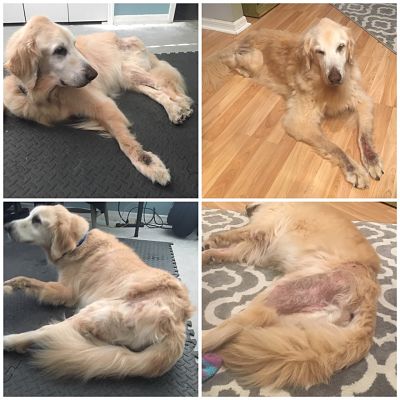 Am I Allergic to Golden Retriever? Find Out Now!