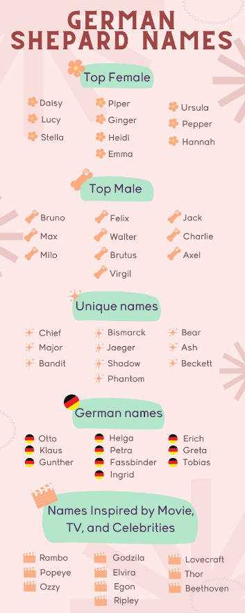Unique & Cool Dog Names: German Shepherd Owners Must See