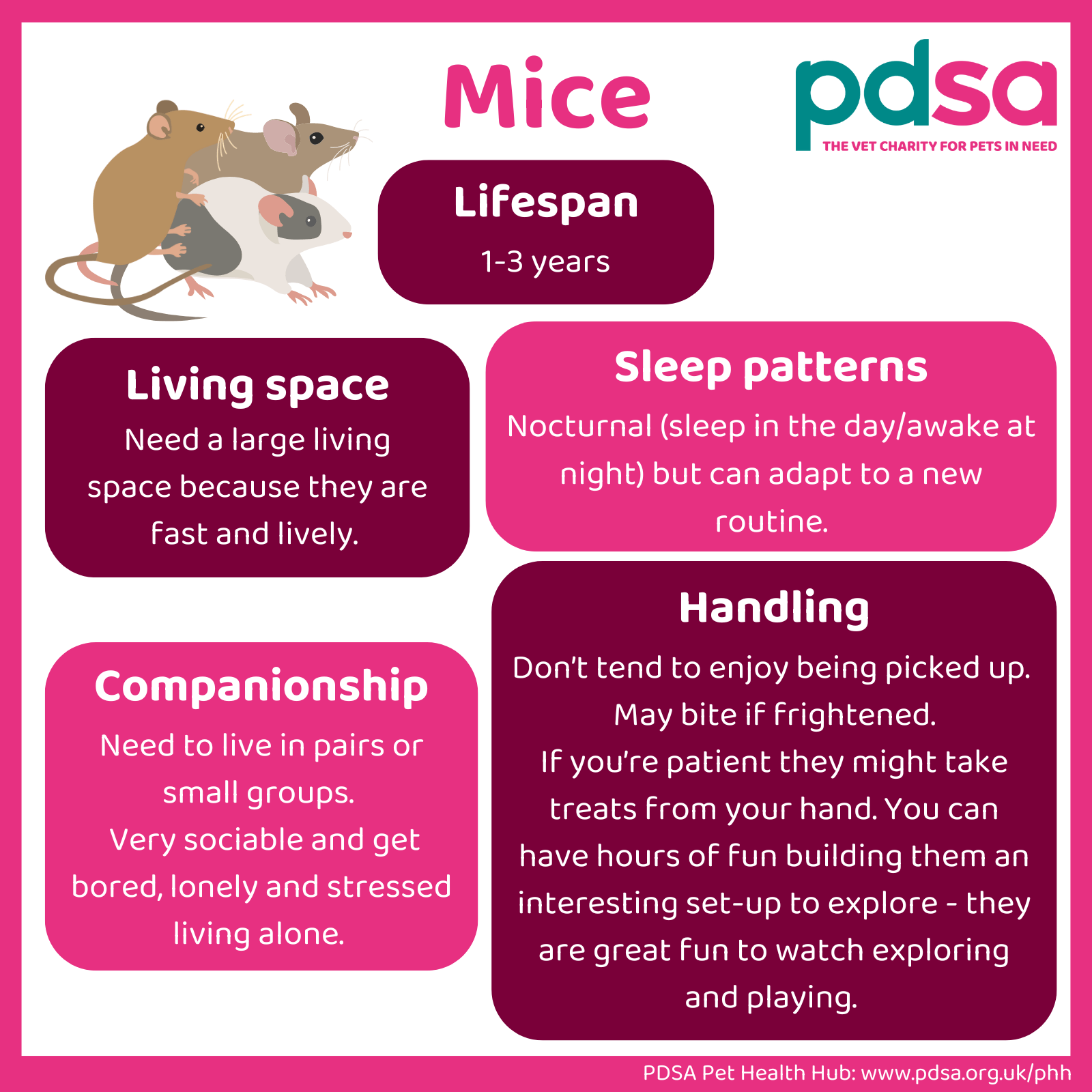 Are Feeder Mice as Pets Right for You? Costs & Considerations!