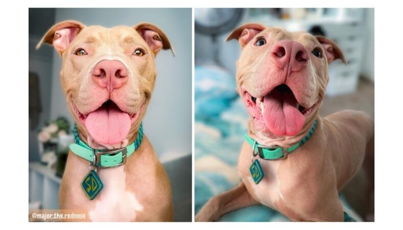 Confused about the best pit bull dog food? See our easy guide comparing popular choices now.