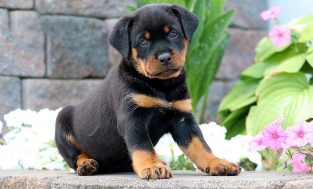Mini Rottweiler for Sale: Adorable Puppies Await You Now!