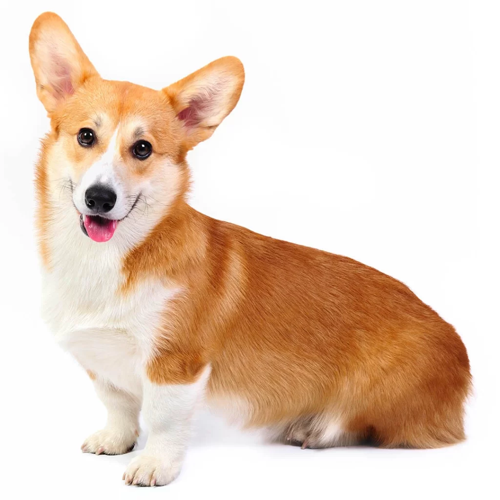 Finding the correct corgi neck size: Avoid common mistakes with these tips.