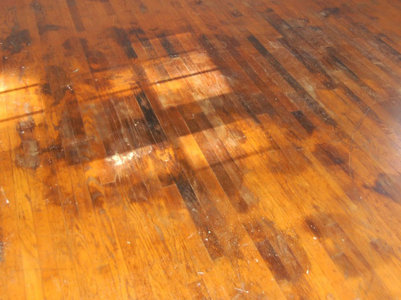 Quick Guide: Cleaning Pet Stains on Wood Floors Now