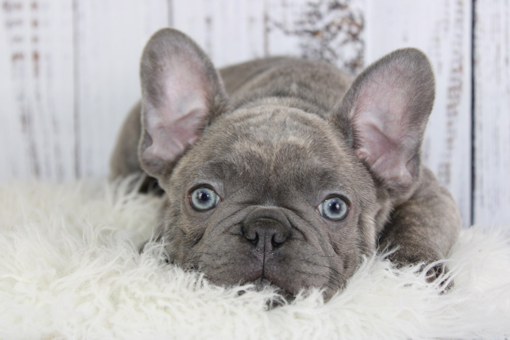 Where can you find a healthy blue eyed blue french bulldog? Tips for locating responsible breeders easily.